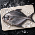 Black Pomfret
