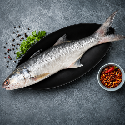 Indian Salmon
